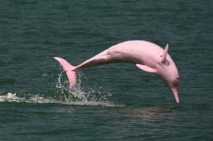 delfino rosa amazzonia cctm caracas