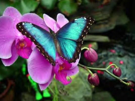 blue morpho butterfly amazon rainforest cctm caracas mariposa