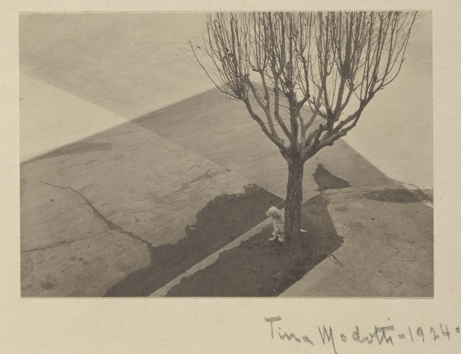 tina modotti 1924 tree with dog cctm fotografia italia latino america arte amore bellezza cultura poesia miglior sito letterario miglior sito poesia