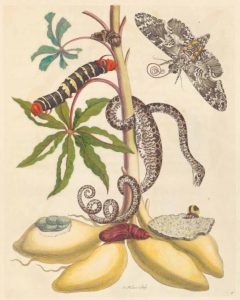 Metamorphosis insectorum Surinamensium maria sybilla merian cctm arte
