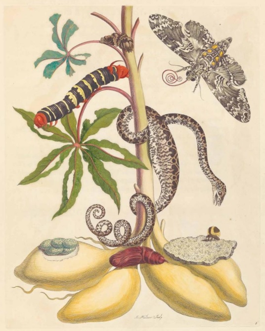 Metamorphosis insectorum Surinamensium maria sybilla merian cctm arte 