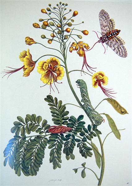 maria sibylla merian Metamorphosis insectorum Surinamensium cctm botanica a noi piace leggere 