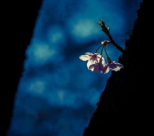 Edith Irene Sodergran parole poesia finlandia fiore amore notte cctm a noi piace leggere