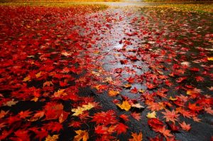 Bliss Carman poesia C’è qualcosa in Ottobre cctm a noi piace leggere foglie canada