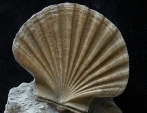 Giovanni Teresi Memoria fossile vento pietre tempo cctm a noi piace leggere