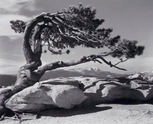 Shu Ting (Cina) poesia amore vento tremo cctm a noi piace leggere