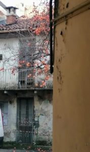 Giuseppe Conte poesia Ben pochi sanno ancora che cos’è un
albero gli enigmatici
cachi come soli tramontanti cctm a noi piace leggere L’Oceano e il Ragazzo