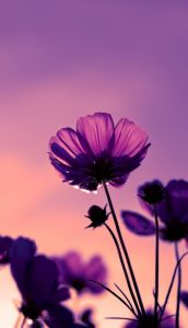 il fiore più bello Mulan Disney cctm a noi piace leggere