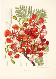 Berthe Hoola van Nooten Olanda Paesi Bassi fioei pittura botanica cctm a noi piace leggere