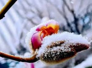 Vincenzo Cardarelli Febbraio inverno primavera vita fiori cctm a noi piace leggere poesia