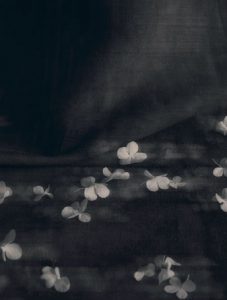 Yukio Mishima (Giappone) fiori neve di primavera cctm a noi piace leggere feltrinelli