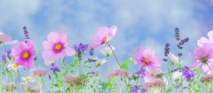 Sibilla Aleramo Ancora marzo poesia cctm a noi piace leggere Dino Campana Mondadori cctm a noi piace leggere