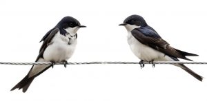 Lara Pagani Rondine primavera poesia cctm a noi piace leggere libri