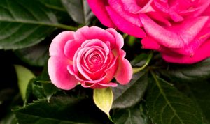 Una rosa che sboccia di Maria Luisa Spaziani poeti cctm a noi piace leggere