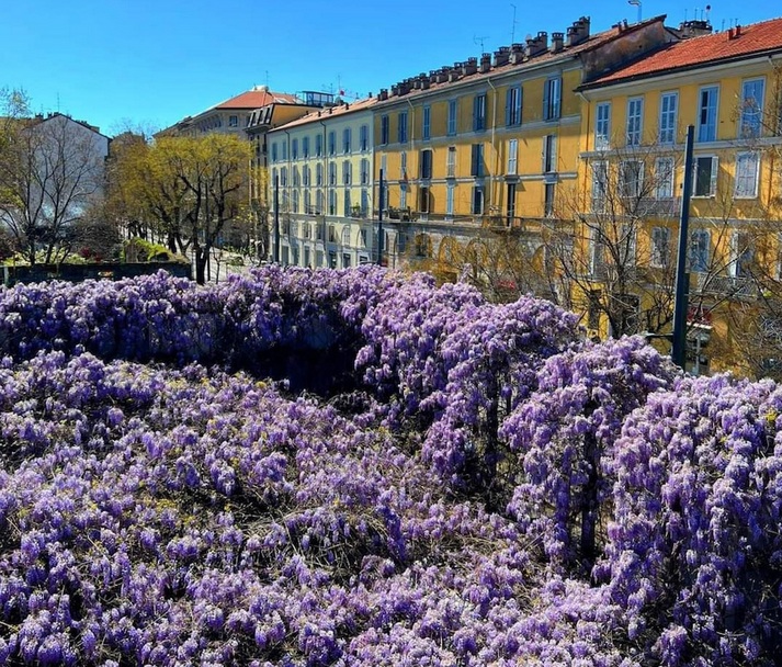 la mappa dei glicini Paolo Mastromo Milano GliciniMilano.it cctm a noi piace leggere fiori
