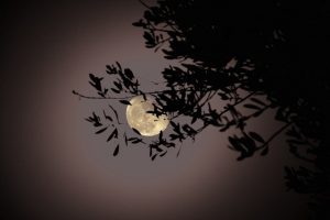 Paola di Toro (Italia) notte colpa pena cctm a noi piace leggere poesia Suite Arancio