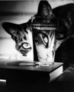 Marco Broggi poesia gatto pavimento soffitto cctm a noi piace leggere Bertoni altalene