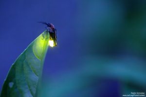 Jorge Luis Borges haiku 14 lucciola poesia luce cctm a noi piace leggere libri