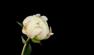 Diego Valeri Fiore del nulla poesia mondadori cctm a noi piace leggere giorno nottte