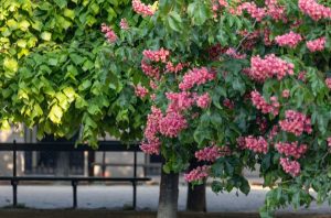 Lalla Romano da Fiore Piazza poesia maggio Parigi cctm a noi piace leggere
