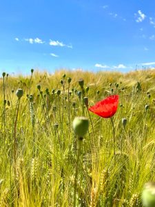 Hermann Hesse Estate Improvvisamente fu piena estate grano papaveri Guanda poesia cctm a noi piace leggere anno sole caldo raccolto