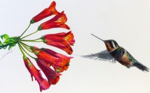 José Paulo Paes (Brasile) ride bene colibrì fiore cctm a noi piace leggere poesa 