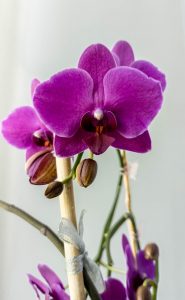 haiku Masaoka Shiki orchidea prezzo avaro poesia cctm a noi piace leggere 