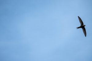 Roberto Gervaso Cielo infinito scrittori rondine aforismi bompiani cctm a noi piace leggere libri