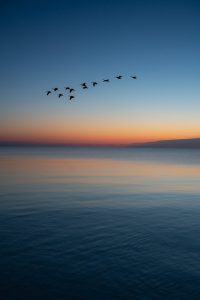 Giovanni Teresi I voli migratori Porteranno i voli migratori i semi della mia terra nuvole poesia cctm a noi piace leggere