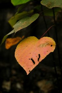 Thich Nhat Hanh Ho chiesto alla foglia La pace è ogni passo vita morte paura autunno cctm a noi piace leggere