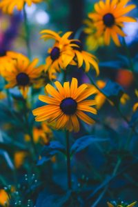Edna St. Vincent Millay Quando mi lascerai poesia amore fiore cctm a noi piace leggere
